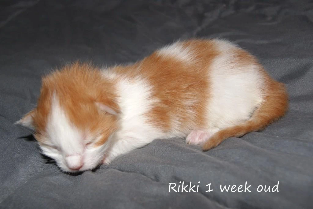 Rikki